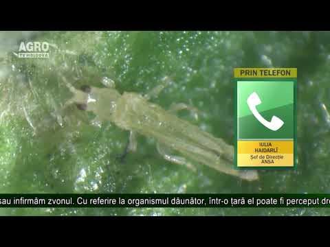Peste opt tone de căpșuni interzise în Rusia