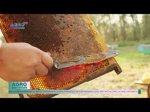 Forumul Național Apicol 2025: Inovație și sustenabilitate în apicultura modernă
