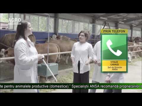 Medicamente veterinare – doar din surse sigure