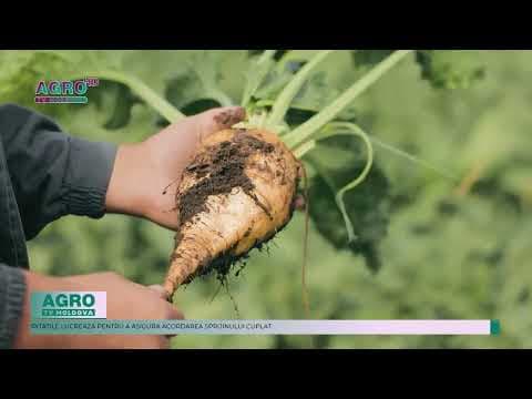 Sute de hectare de sfeclă distruse de o ciupercă: Fermierilor li s-a promis că nu vor pierde sprijinul cuplat de la APIA